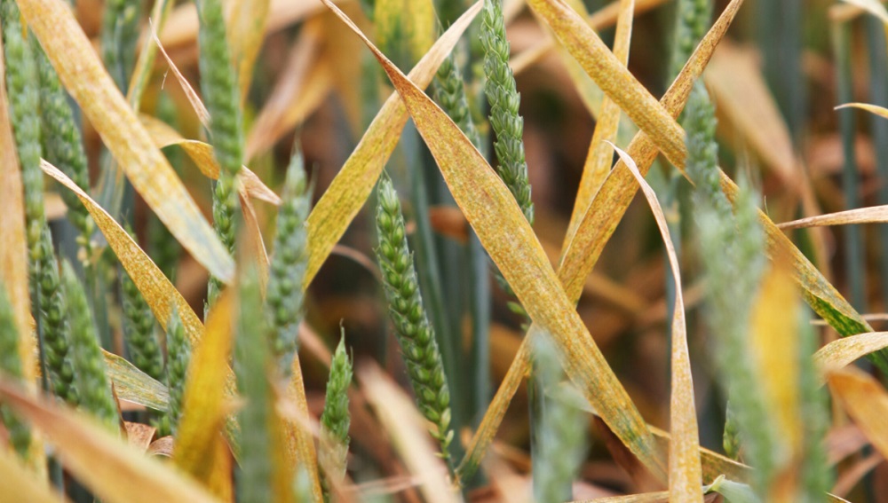 Yellow rust  symptoms in wheat